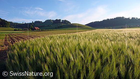 Foto: Blick über ein Getreidefeld (Gerste) und flaches Kulturland zu einem Bauernhof.