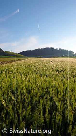 Foto: Blick über ein Getreidefeld (Gerste)