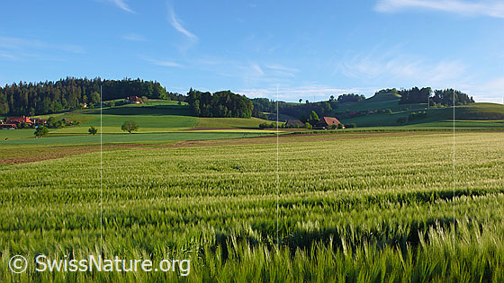 Foto: Ebene mit Gerstenfeld und weiterem Kulturland.