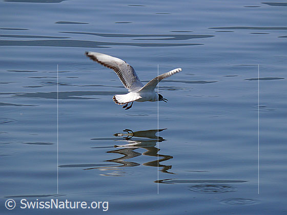 Foto: Tief fliegende Möwe mit Spiegelung auf der Wasseroberfläche.
Lachmöwe (Chroicocephalus ridibundus) im Brutkleid
Lat.: Chroicocephalus ridibundus, Syn.: Larus ridibundus
Ordnung: Charadriiformes (Regenpfeiferartige)
Familie: Laridae (Möwenverwandte)
Unterfamilie: Larinae (Möwen)
Gattung: Chroicocephalus