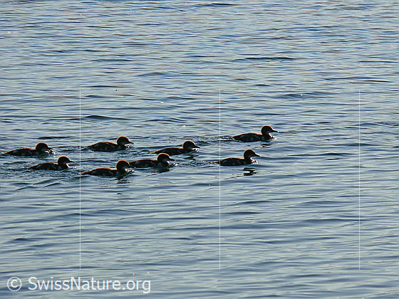 Foto: Kücken der Gänsesäger (Mergus merganser) schwimmen im leicht gewellten Wasser.
Lat.: Mergus merganser
Familie: Anatidae (Entenvögel)