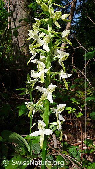 Foto: Grünliches Breitkölbchen (Platanthera chlorantha). Blütenstand.
