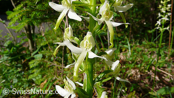 Foto: Grünliches Breitkölbchen (Platanthera chlorantha). Blüten.