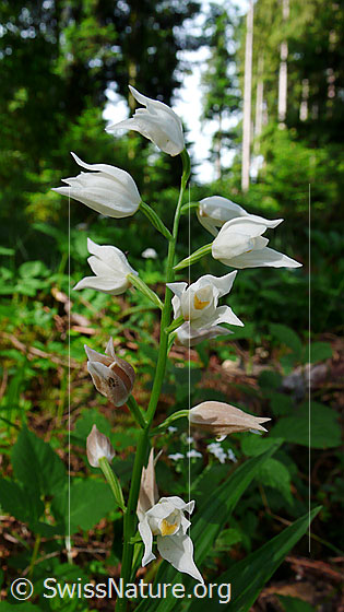 Foto: Langblättriges Waldvögelein (Cephalanthera longifolia). Blütenstand.