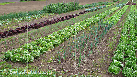 Foto: Biologischer Gemüseanbau. U.a. mit Salate, Lauch, Zwiebeln, Erbse, Kohlraben, Kabis.