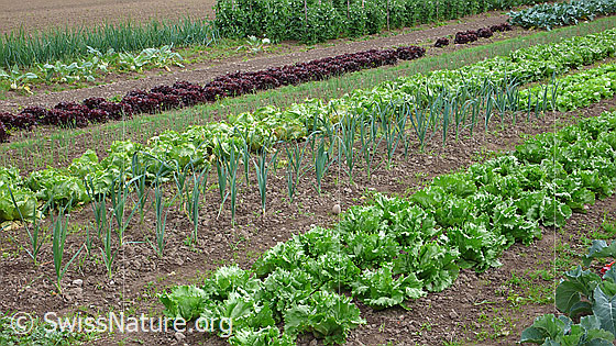 Foto: Biologisches Gemüsefeld. U.a. mit Salate, Lauch, Zwiebeln, Erbse, Kohlraben, Kabis.