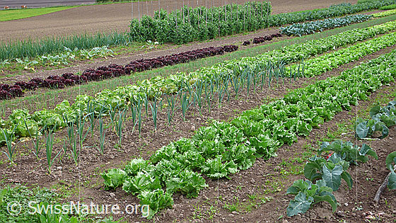Foto: Gemüsefeld eines Biobauern. U.a. mit Salate, Lauch, Zwiebeln, Erbse, Kohlraben, Kabis.