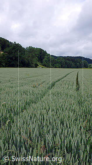 Foto: Weizenfeld im flachen Talboden und bewaldeter Hügelzug im Hintergrund. Ein landwirtschaftliches Fahrzeug hat im Kulturland eine Spur hinterlassen. Der Himmel ist bewölkt.