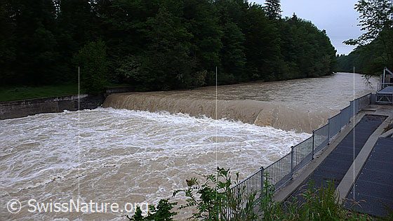 Foto: Fluss mit Hochwasser.