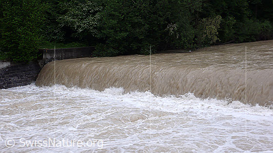 Foto: Hochwasser führender Fluss. Der Fluss führt trübes Wasser.