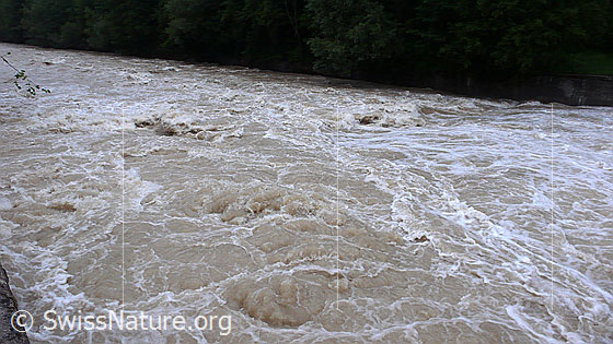 Foto: Hochwasser führende Emme.