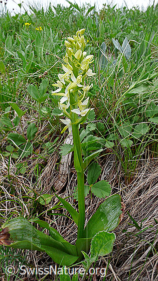 Photo: Platanthera chlorantha. Whole plant (habiti).
Lat.: Platanthera chlorantha
Family: Orchidaceae
Subfamily: Orchidoideae
Genus: Platanthera