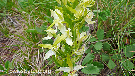 Foto: Grünliches Breitkölbchen (Platanthera chlorantha). Blüten.
Lat.: Platanthera chlorantha
Familie: Orchidaceae (Orchideen)
Unterfamilie: Orchidoideae
Gattung: Platanthera (Breitkölbchen)