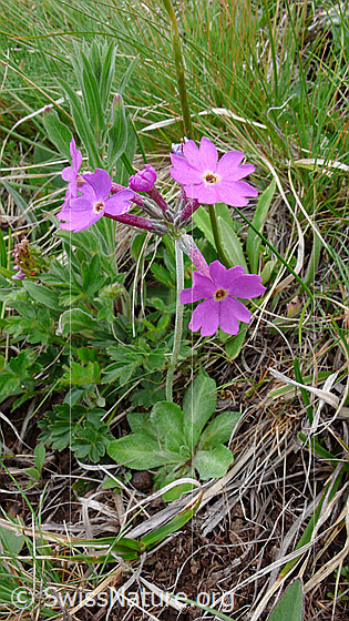 Photo: Primula halleri. Whole plant (habiti).
Lat.: Primula halleri
Family: Primulaceae
Genus: Primula