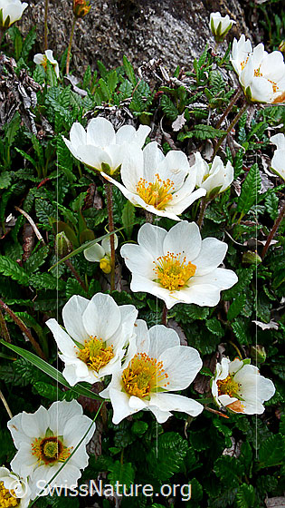Foto: Silberwurz, mehrere Blüten
Lat.: Dryas octopetala
Familie: Rosaceae