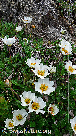 Foto: Silberwurz, mehrere Blüten
Lat.: Dryas octopetala
Familie: Rosaceae