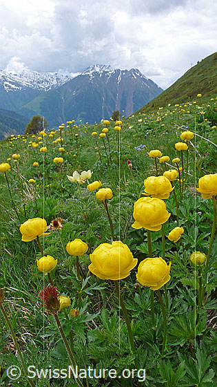 Foto: Trollblumen in Berglandschaft
Europäische Trollblume (Ankebälli)
Lat.: Trollius europaeus