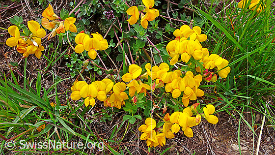 Foto: Gewöhnlicher Hornklee
Lat.: Lotus corniculatus
Familie: Fabaceae