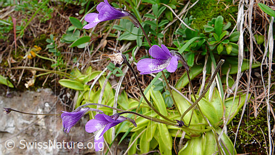 Foto: Gemeines Fettblatt (Pinguicula vulgaris). Ganze Pflanze (Habitus).
Lat.: Pinguicula vulgaris
Familie: Lentibulariaceae (Wasserschlauchgewächse)
Gattung: Pinguicula (Fettkräuter)