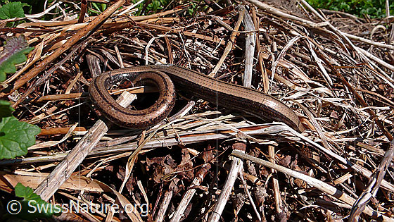Foto: Blindschleiche (Anguis fragilis) beim Sonnenbaden auf Asthaufen.
