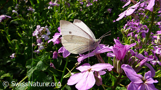 Foto: Kleiner Kohlweissling mit halb geöfneten Flügeln auf Blüte sitzend. Ansicht von der Seite.
