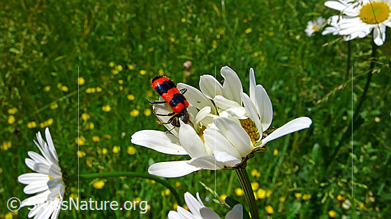 Foto: Gemeiner Bienenkäfer (Trichodes apiarius) auf  Gewöhnlicher Wiesen-Margerite (Leucanthemum vulgare). Wird auch Bienenwolf genannt.