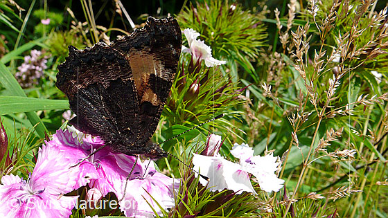 Foto: Kleiner Fuchs (Aglais urticae) auf Blüte der Bart-Nelke (Dianthus barbatus). Schmetterling: Flügel geschlossen, Ansicht von der Seite. 