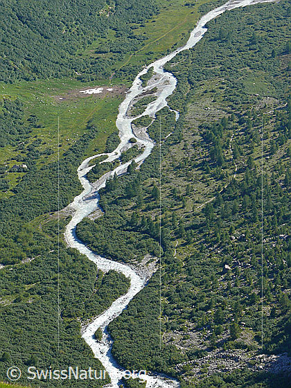 Foto: Die noch junge Rhone führt Gletschermilch durch die unverbaute Landschaft des Gletschbode mit lichtem Wald.