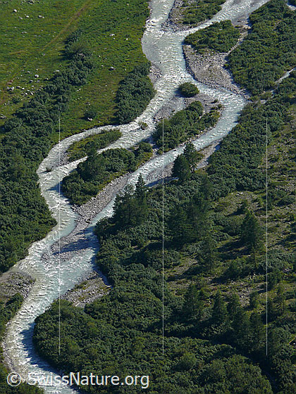 Foto: Die noch junge Rhone führt Gletschermilch durch unverbaute Landschaft des Gletschbode mit lichtem Wald.