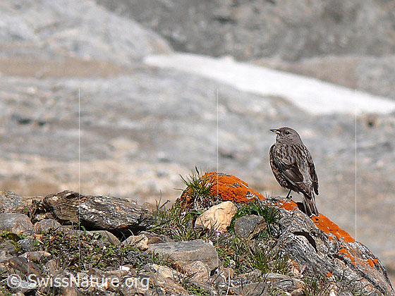Foto: Alpenbraunelle (Prunella collaris) auf einem mit Flechten überzogenen Stein sitzend.
Lat.: Prunella collaris
Ordnung: Passeriformes (Sperlingsvögel)
Unterordnung: Passeri (Singvögel)
Familie: Prunellidae (Braunellen)
Gattung: Prunella (Braunellen)