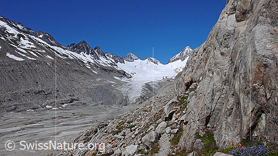 Foto: Bergweg und Gletschervorfeld mit Moräne und Gletscherzunge des Oberaargletschers. Im Hintergrund sind Roossehörner, Oberaar-Rothorn, Nollen, Oberaarjoch und Oberaarhorn zu sehen.