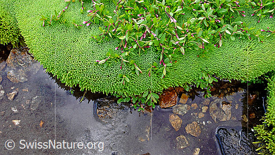 Foto: Frisches Moospolster in hellgrüner Farbe am Ufer eines Wasserlaufs. Im dichten Moos wächst und blüht eine weitere wasserliebende Pflanze, das Alpen-Weidenröschen.
Lat.: Epilobium anagallidifolium
Familie: Onagraceae (Nachtkerzengewächse)
Gattung: Epilobium (Weidenröschen)
