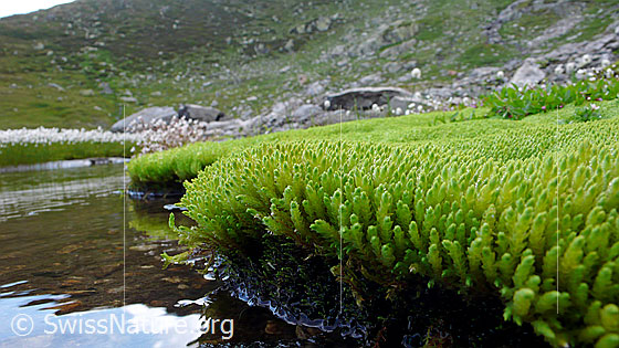 Foto: Moosrasen in hellgrüner Farbe am Ufer eines Wasserlaufs. Blick aus der Froschperspektive.