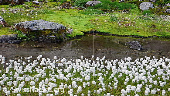 Foto: Moorlandschaft mit hellgrünem Moos, seichtem Wasser und blühendem Wollgras.