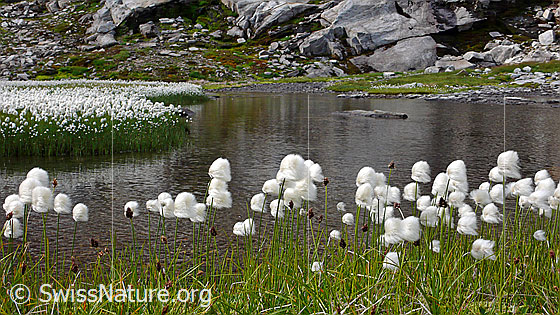 Foto: Wollgras am Ufer eines Bergbachs. Die zahlreichen blühenden Riedgräser bilden einen weissen Teppich.
Scheuchzers Wollgras
Lat.: Eriphorum Scheuchzeri 
Fam.: Cyperaceae (Riedgräser)
Gattung: Eriophorum (Wollgräser)