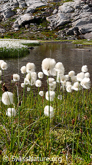 Foto: Wollgras am Ufer eines Bergbachs. Die zahlreichen blühenden Gräser bilden einen weissen Teppich. Im Hintergrund sind Felsen zu sehen.
Scheuchzers Wollgras
Lat.: Eriphorum Scheuchzeri 
Fam.: Cyperaceae (Riedgräser)
Gattung: Eriophorum (Wollgräser)