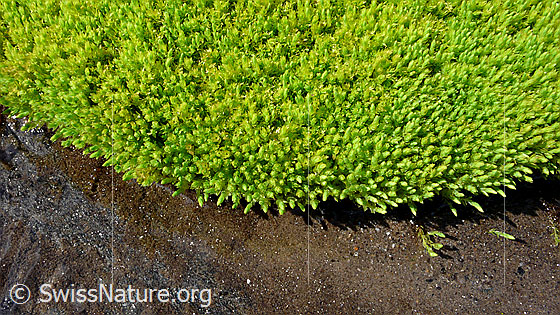 Foto: Zartes, hellgrünes Moospolster am Ufer.
