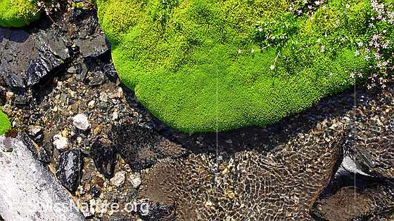 Foto: Frisches Moospolster in hellgrüner Farbe am Ufer eines Wasserlaufs. Auf dem Polster blühen Steinbrech.