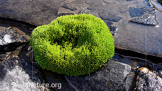 Foto: Moospolster und Quellwasser zwischen Felsplatten.