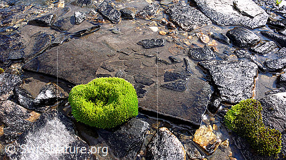 Foto: Moospolster und Quellwasser zwischen Felsplatten. Erstaunlich, in welch karger Umgebung dieses Moospolster überleben kann.