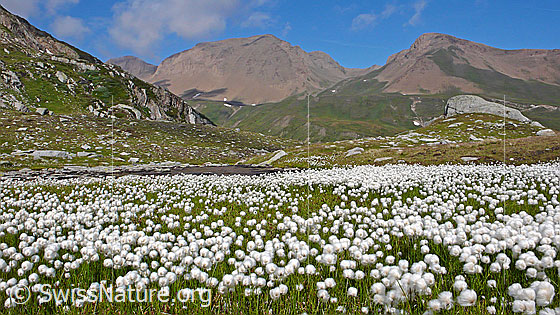 Foto: Wollgraswiese und Berglandschaft, darüber leichte Quellwolken. Das Wollgras bildet auf der kleinen Hochebene einen Teppich.