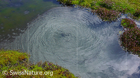 Foto: Tümpel in Moorgebiet mit aufsteigenden Luftblasen. Das Wasser wird vom aufgewirbelten Sand trüb und auf der Wasseroberfläche bilden sich Kreise.