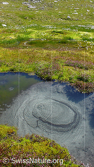 Foto: Tümpel in Moorlandschaft mit aufsteigenden Luftblasen. Das Wasser wird vom aufgewirbelten Sand trüb und auf der Wasseroberfläche bilden sich Kreise.