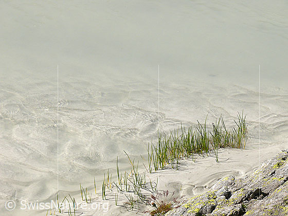 Foto: Gräser am Rand des Bächlisboden.