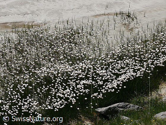 Foto: Wollgras am Rand des Bächlisboden.