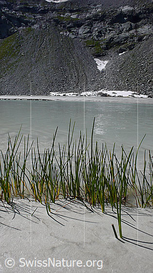 Foto: Gräser an sandigem Ufer eines breiten Wasserlaufs in Schwemmebene.