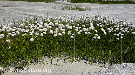 Foto: Wollgrasgürtel und Insel mit Wollgras auf einer grossen Sandbank.
