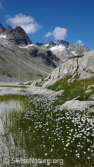 Foto: Gürtel mit Wollgras am Ufer eines Wasserlaufs im Bächlital. Im Hintergrund ist das Brandlammhorn zu sehen.