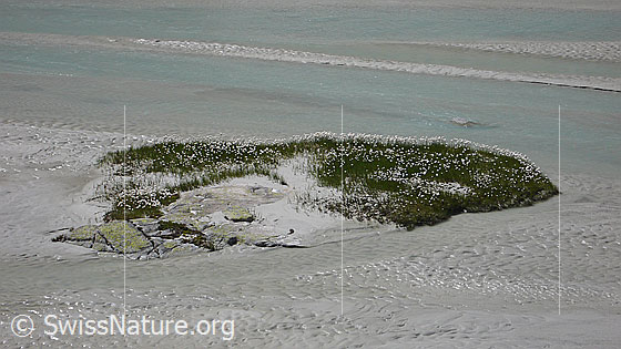 Foto: Insel mit Wollgras in Schwemmlandschaft und vom Wasser geformte Strukturen im Sand.