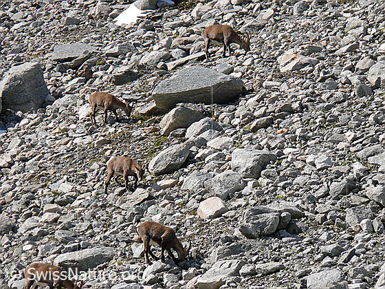 Foto: Rudel Steingeissen (Capra ibex) auf Nahrungssuche in kargem, steinigem Gelände.
Lat.: Capra ibex
Ordnung: Artiodactyla (Paarhufer)
Familie: Bovidae (Hornträger)
Unterfamilie: Antilopinae
Gattung: Capra (Ziegen)